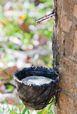 Naturlatex ist der Saft des tropischen Gummibaumes (Hevea Brasiliensis) und besteht aus Gummipartikeln und Wasser.